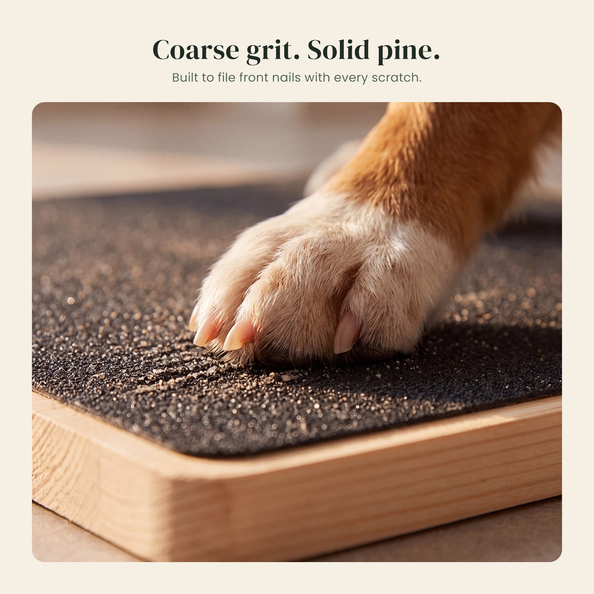 Close-up of a paw on the coarse grit surface