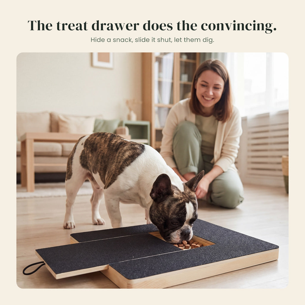 French bulldog eating a treat from the Dig Board drawer