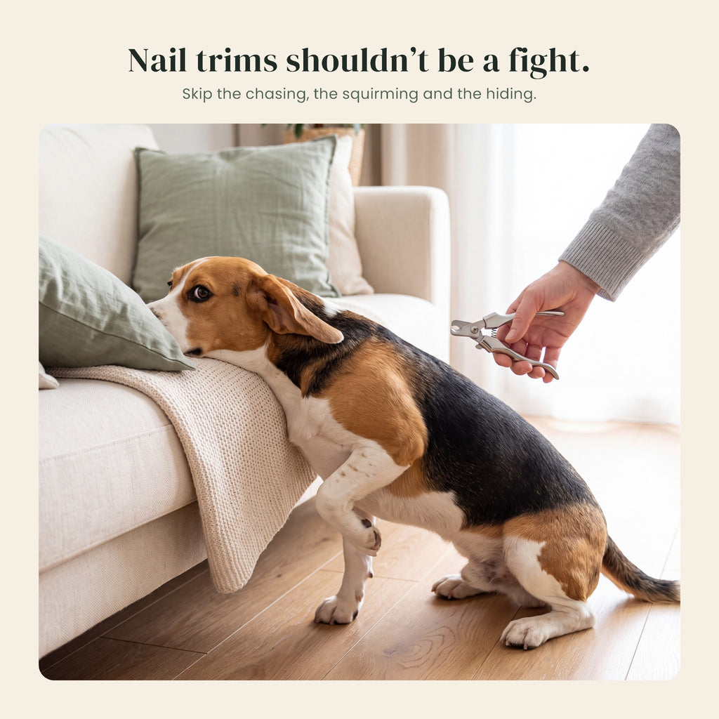 Beagle hiding from nail clippers